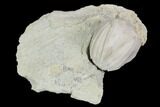 Blastoid (Pentremites) Fossil - Illinois #102269-1